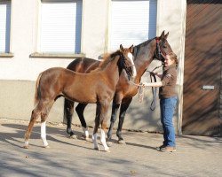 dressage horse Hengst von Don Deluxe (Oldenburg, 2015, from Don Deluxe)