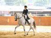 stallion Riopele (Lusitano, 1998, from Hostil)