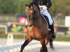 dressage horse Almansor (Lusitano, 2005, from Riopele)