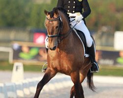 dressage horse Almansor (Lusitano, 2005, from Riopele)