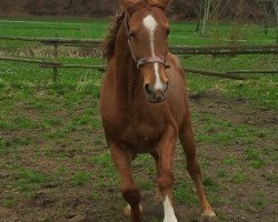 jumper Chassinja M (Hanoverian, 2007, from Chasseur I)