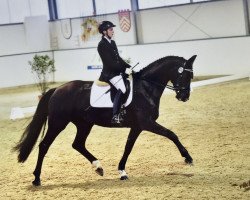 dressage horse Dark Pearl 15 (Hanoverian, 2009, from Don Frederico)