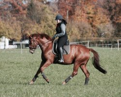 broodmare Taloa (Bavarian, 2010, from Roy Black)