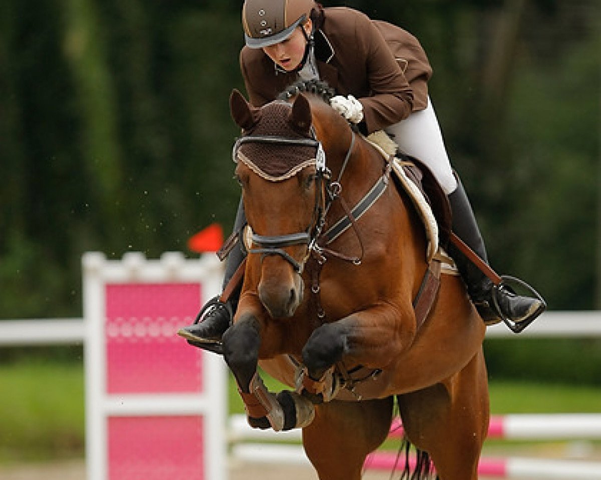 Dressurpferd Centara 2 (Hannoveraner, 2004, von Conteur)
