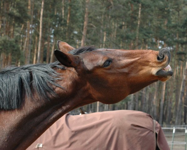 broodmare Goldfee B (German Sport Horse, 2003, from Goldkäfer)