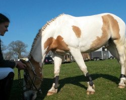 dressage horse Triton-Jonny (unknown, 2008)