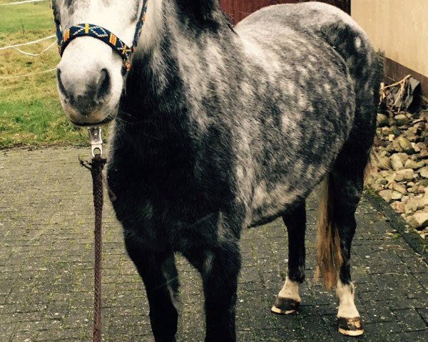 broodmare Nebraska (German Riding Pony, 2010, from New Classico)