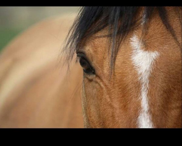 dressage horse Desperados (German Riding Pony, 2005, from Dinarion)