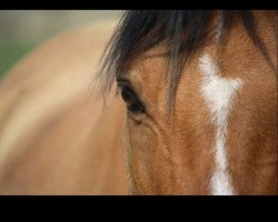 dressage horse Desperados (German Riding Pony, 2005, from Dinarion)