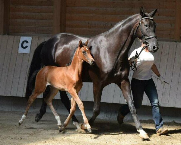 dressage horse Koko Kahlùa (Trakehner, 2014, from Summertime)