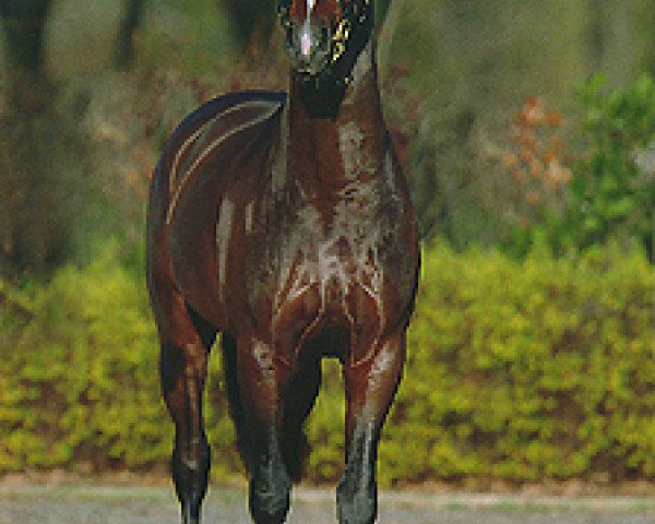 stallion Werder-Fan (Oldenburg, 2004, from Welt Hit II)