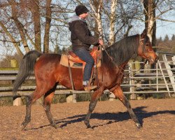 horse Estoril (Arabian thoroughbred, 2012, from Ekstern 1994 ox)