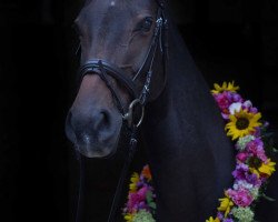 broodmare Roumanie (Westphalian, 2004, from Rockwell)