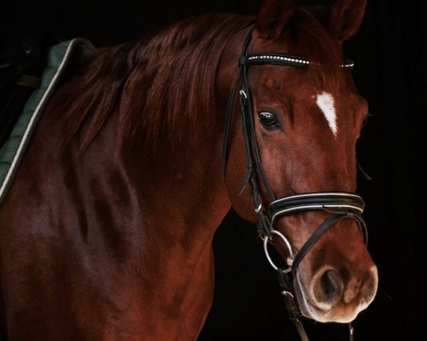 Zuchtstute Skeets Rose (Quarter Horse, 2005, von Skeets Peppy)