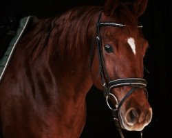 broodmare Skeets Rose (Quarter Horse, 2005, from Skeets Peppy)