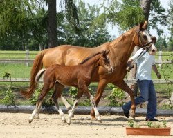 broodmare Wicky (Hanoverian, 1997, from Wolkenstein II)