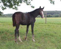 broodmare Daylight's Damina K (Hanoverian, 2015, from Diacontinus)