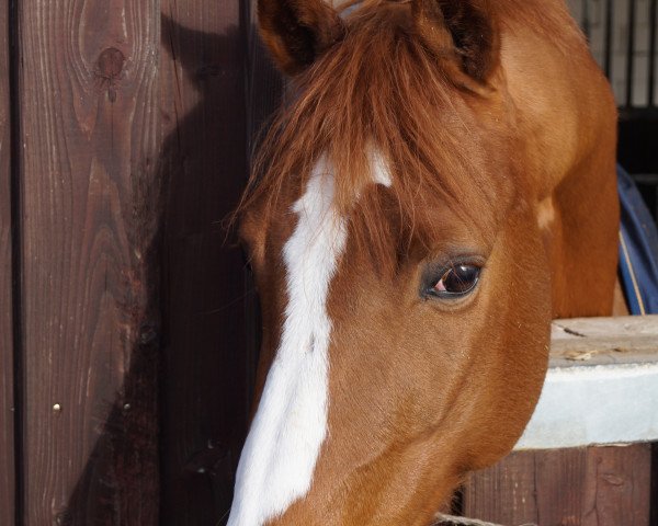 dressage horse Bolero (German Riding Pony, 2007, from Orchard Boginov)