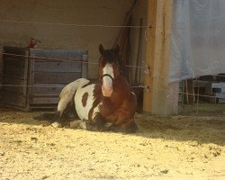 Pferd McCues Leo San frost (Paint Horse,  , von Hot Scotch McCue)