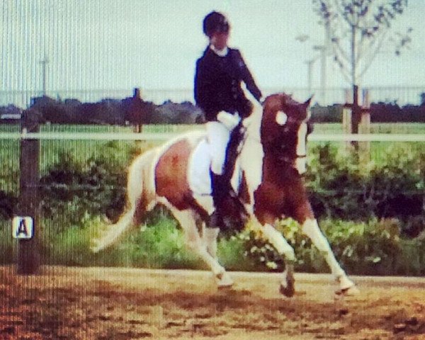 dressage horse Billy 559 (Pinto / Small Riding Horse, 2007, from Benny)