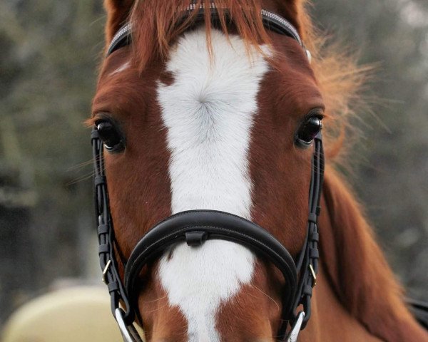 Pferd Olympus (Deutsches Reitpony, 2012, von High Flow's Oxford)