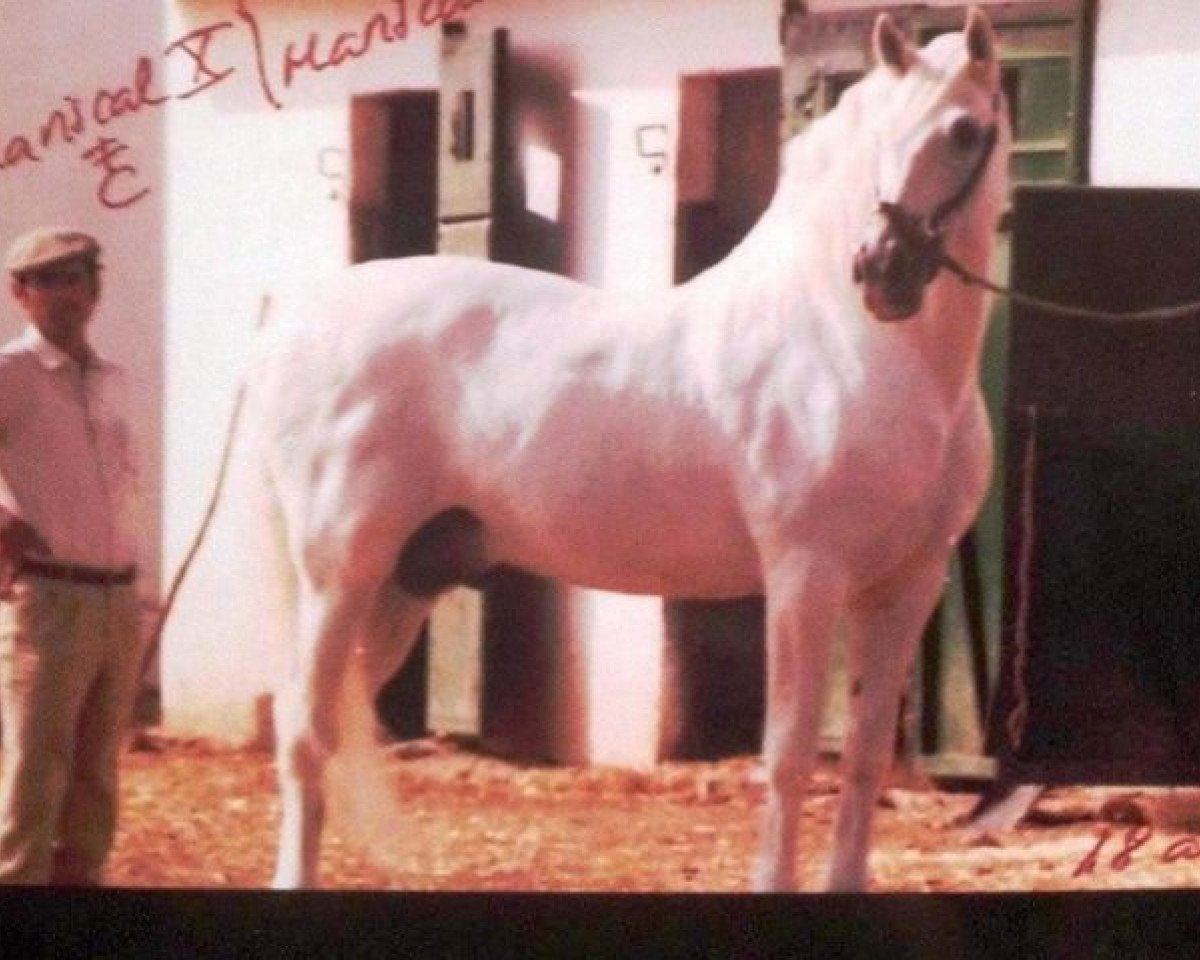 Deckhengst Mariscal X (Pura Raza Espanola (PRE), 1964, von Ambicioso)