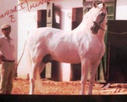 stallion Mariscal X (Pura Raza Espanola (PRE), 1964, from Ambicioso)