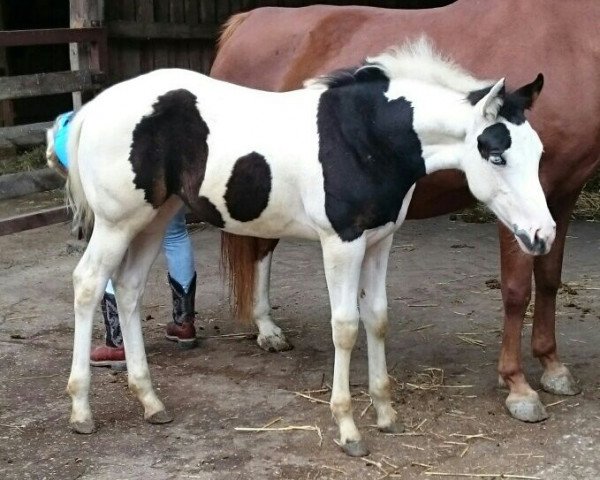 Pferd Roxy (Quarter Pony,  , von Straitintotheblue)