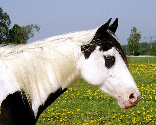 broodmare Straits Magic Blueeye (Paint Horse,  , from Strait Docs Sugs)