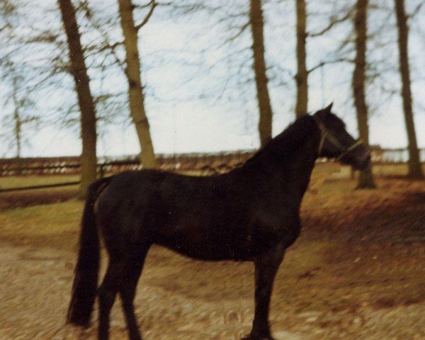 Zuchtstute Coralie (Hannoveraner, 1980, von Carvo xx)