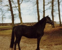 broodmare Coralie (Hanoverian, 1980, from Carvo xx)