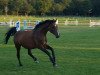 broodmare Rubin 577 (Holsteiner, 2001, from Acobat II)