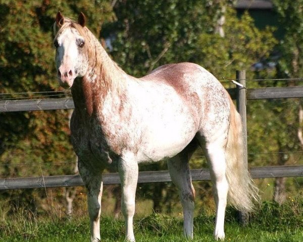 stallion David Frost (Paint Horse,  , from SCENIC FROSTED JET)