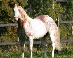 Deckhengst David Frost (Paint Horse,  , von Scenic Frosted Jet)