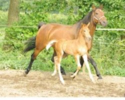 broodmare Wera S (Hanoverian, 2005, from Walldorf I)