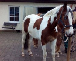 Pferd Blue Magic Dancer (Warmblutschecke, 2010)