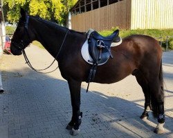 dressage horse Bailey 10 (unknown, 1998)