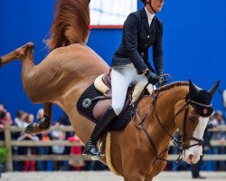 broodmare Gribouille du Lys (Belgian Warmblood, 2006, from Quaprice Z)