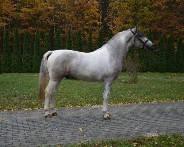 Pferd Vulcanas (Polnisches Warmblut, 2012)