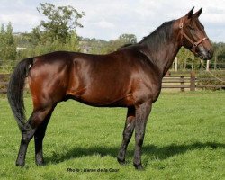 stallion Jag de Bellouet (FR) (French Trotter, 1997, from Viking's Way (FR))