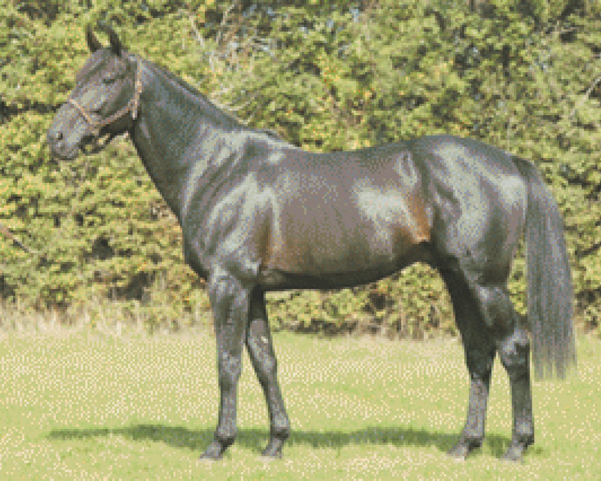 stallion Ginger Somolli (FR) (French Trotter, 1994, from Passionnant (FR))