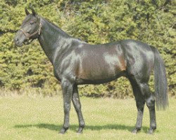 stallion Ginger Somolli (FR) (French Trotter, 1994, from Passionnant (FR))