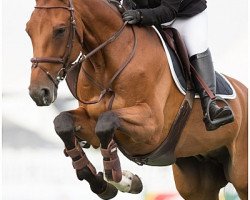 Springpferd Talisman du Belin (Selle Français, 2007, von Indoctro II)