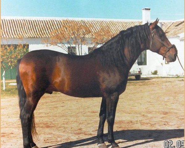Deckhengst Albero II (Pura Raza Espanola (PRE), 1967, von Cesar (YM))