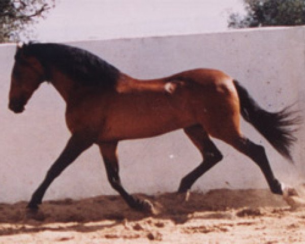 Deckhengst Sevillano IX (Pura Raza Espanola (PRE), 1980, von Albero II)