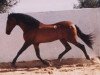 stallion Sevillano IX (Pura Raza Espanola (PRE), 1980, from Albero II)