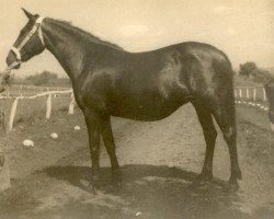 broodmare Ulia (Pura Raza Espanola (PRE), 1933, from Hechicero)