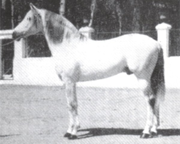 stallion Helicon (Pura Raza Espanola (PRE), 1944, from Bilbaino II)