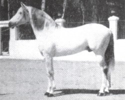 Deckhengst Helicon (Pura Raza Espanola (PRE), 1944, von Bilbaino II)