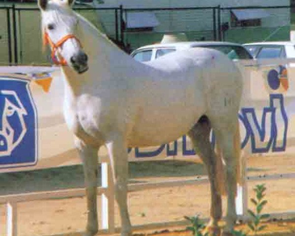 broodmare Lencera (Pura Raza Espanola (PRE), 1970, from Agente)